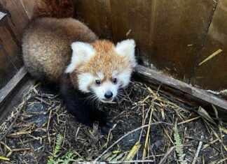 Dvojčata pand červených v Zoo Ostrava