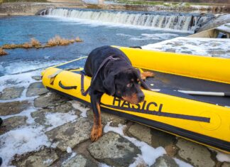 Jako na pustém ostrově se ocitl pes na ostrůvku v řece Olši