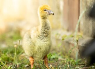 Pár čájí obojkových v Zoo Ostrava po 10 letech odchoval mládě, nebylo ale vlastní.