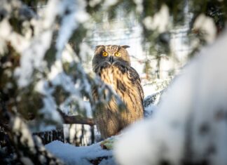 Vánoce v Zoo Ostrava