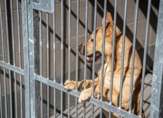 Poděkování dárcům, kteří letos mysleli na psy útulku v Ostravě-Třebovicích