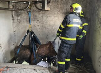 Hasiči v Libhošti zachránili krávu ze sklepa hospodářské budovy, využili speciální popruhy