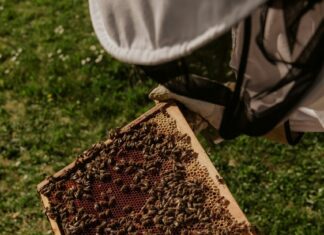 Veletrh Včela!!! se rozrůstá o další výstavní halu