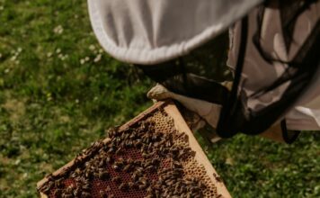 Veletrh Včela!!! se rozrůstá o další výstavní halu