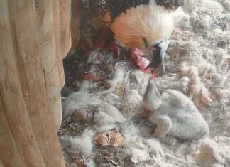 Pár orlosupů bradatých v Zoo Ostrava odchovává mládě – poprvé zcela bez pomoci chovatelů
