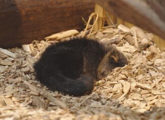 Mládě binturonga v Zoo Ostrava