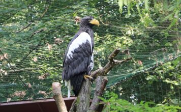 Nový druh v Zoo Ostrava: největší orel světa