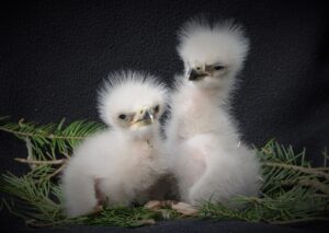 Mláďata orla mořského_foto Sylva Firlová