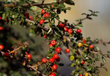 Podzimní plody v Zoo Ostrava