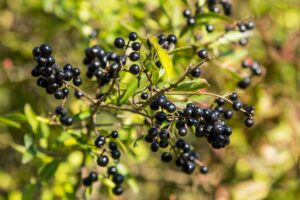 Ptačí zob obecný_foto D.Kubala