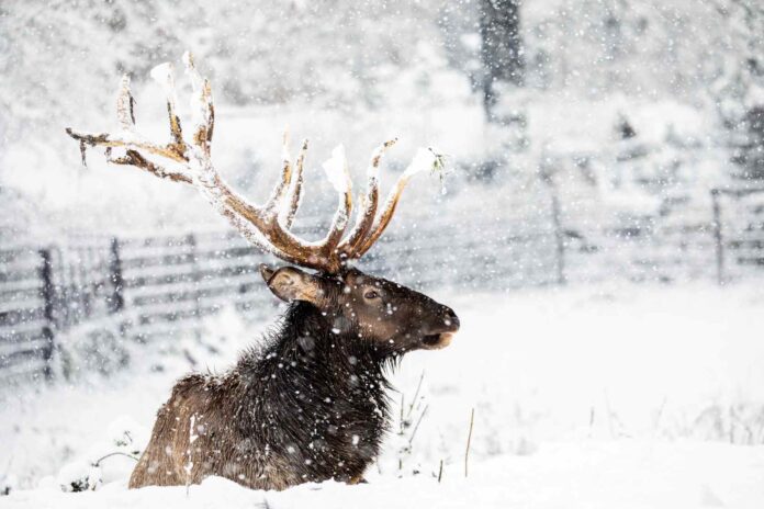 Foto Wapiti sibiřský. Autor M.Vlčková