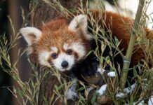 Od Štědrého dne po Nový rok: Prožijte sváteční dny v Zoo Ostrava