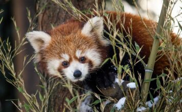 Od Štědrého dne po Nový rok: Prožijte sváteční dny v Zoo Ostrava