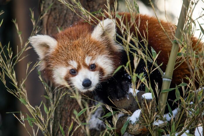 Panda červená_foto M. Vlčková