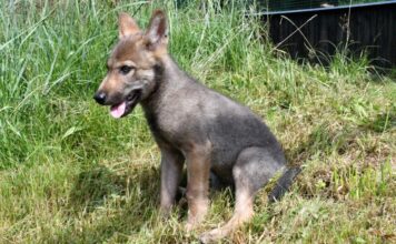 Záchranná stanice v Bartošovicích bude mít rehabilitační zařízení pro velké savce