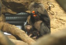 Dvě mláďata makaků, se narodila v ostravské zoo. V přírodě jsou vážně ohrožení