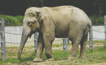 Ostravský slon Calvin je světovou raritou!