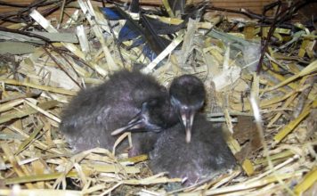 Mladí ibisi z Ostravy budou vypuštěni do volné přírody