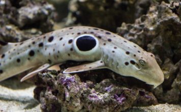 Pololetní prázdniny v zoo