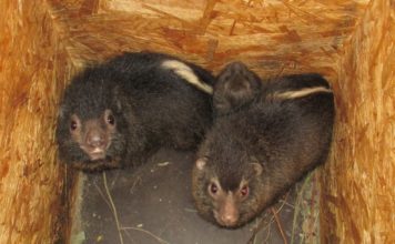 Ostravský unikát – první mládě damana pralesního na světě!