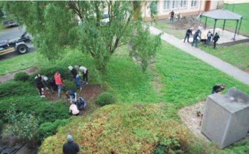 NOVÁ ZELEŇ V SOKOLSKÉ TŘÍDĚ NAHRADÍ USCHLÉ STROMY