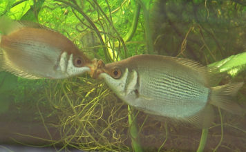 Valentýn v Zoo Ostrava