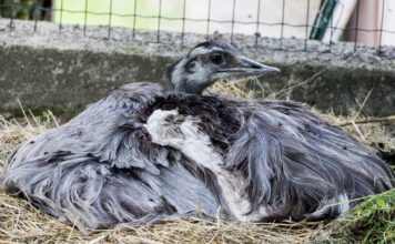 Nandu zasedl na 30 vajec