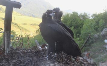 Supice Ostrava už létá nad Bulharskem