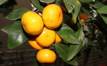 20 NOVÝCH OBCHODŮ TESCO DARUJE PŘEBYTKY POTRAVINOVÝM BANKÁM