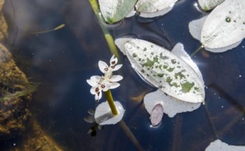 AFRICKÝ VODNÍ HLOH V ZOO OSTRAVA