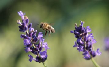 PŘEDNÁŠKA V ZOO OSTRAVA: CO TRÁPÍ VČELY