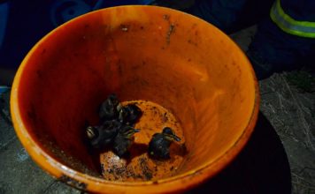 KLIMKOVIČTÍ HASIČI ZACHRAŇOVALI KAČENKY Z VEČERNÍHO KOUPALIŠTĚ