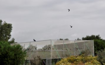 NOVINKY O VZÁCNÝCH IBISECH SKALNÍCH