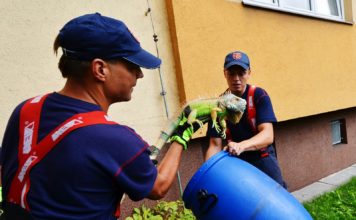 OSTRAVŠTÍ HASIČI CHYTALI LEGUÁNA