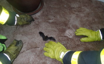 ZÁCHRANA NETOPÝRŮ NA DVOU MÍSTECH OSTRAVSKA