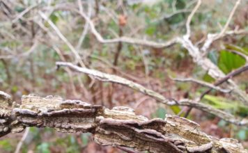 Strom opeřeného hada