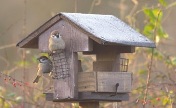 Zimní přikrmování ptáků