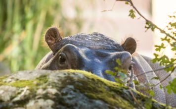 Valentýn v Zoo Ostrava