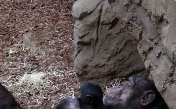 V zoo se po 10 letech narodilo mládě šimpanze