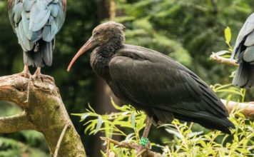 Ostravští ibisi byli vypuštěni do přírody