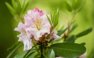 Květy rododendronů začínají zaplavovat areál Zoo Ostrava