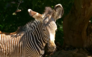 Mládě zebry Grévyho v Zoo Ostrava
