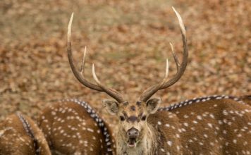 Šípkový podzim v Zoo Ostrava