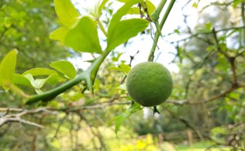 Botanické zajímavosti Zoo Ostrava: Citroník severu