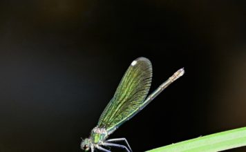 Biodiverzita v Zoo Ostrava: Více než třetina druhů vážek vyskytujících se v ČR žije v Zoo Ostrava