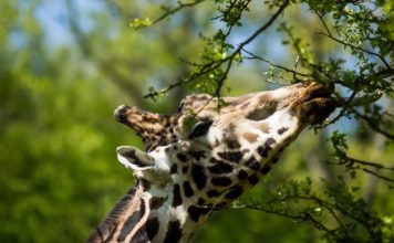 V Zoo Ostrava uhynul starý samec žirafy Rothschildovy. Byl druhým nejstarším samcem v ČR.