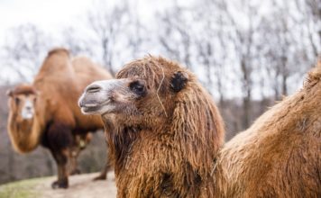 O dvě hodiny déle v Zoo Ostrava