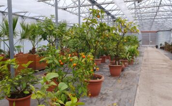 Botanické zajímavosti Zoo Ostrava: Adventní vůně z tropů