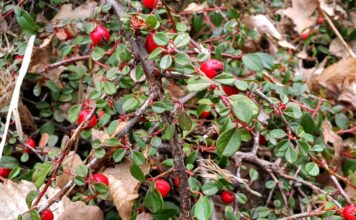 Botanické zajímavosti Zoo Ostrava: Drobné perly zimy