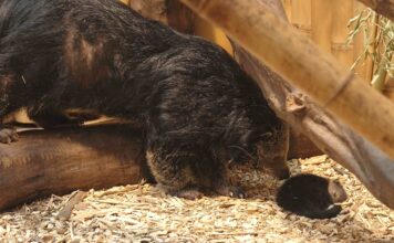 Mládě binturonga v Zoo Ostrava